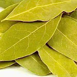 SP-09/Bay Leaves